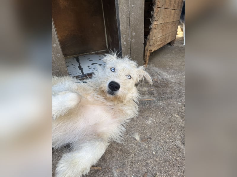 Harmat, toller Kerl sucht dich