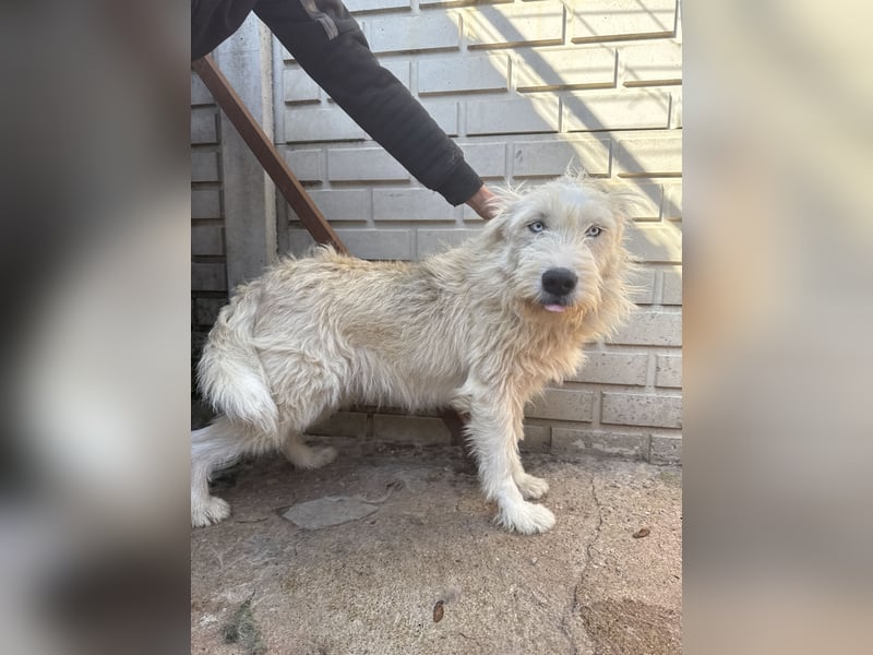 Harmat  hat so viel Liebe zu geben