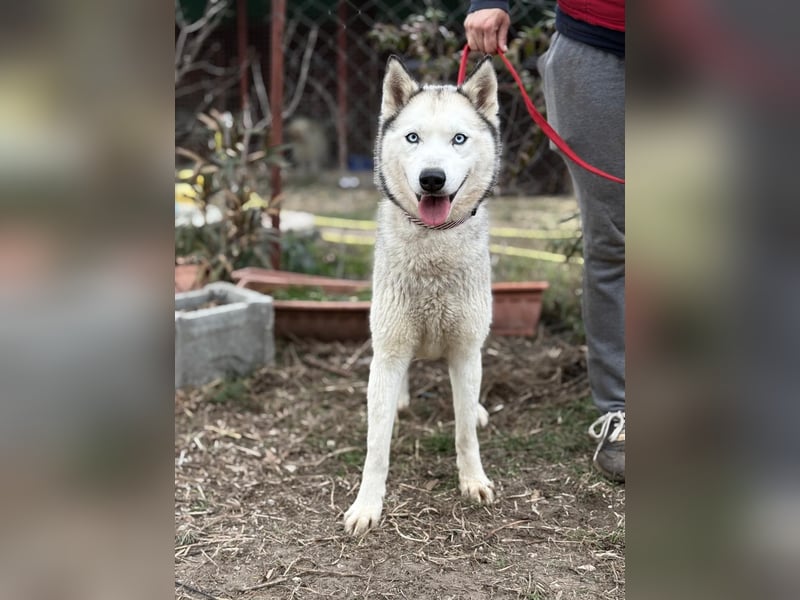 Achtung, verlieben erlaubt: Zelinde!