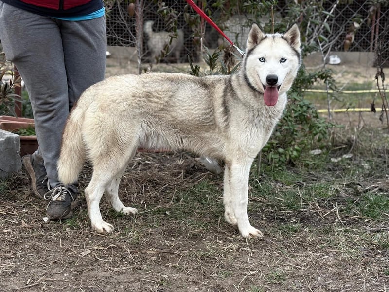 Achtung, verlieben erlaubt: Zelinde!