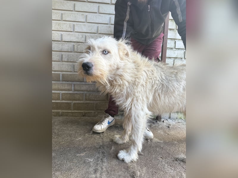 Harmat  hat so viel Liebe zu geben