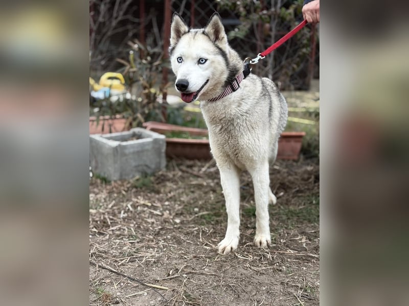 Achtung, verlieben erlaubt: Zelinde!