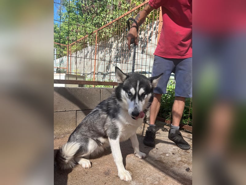 Hanna sucht ein Herz, das sie liebt