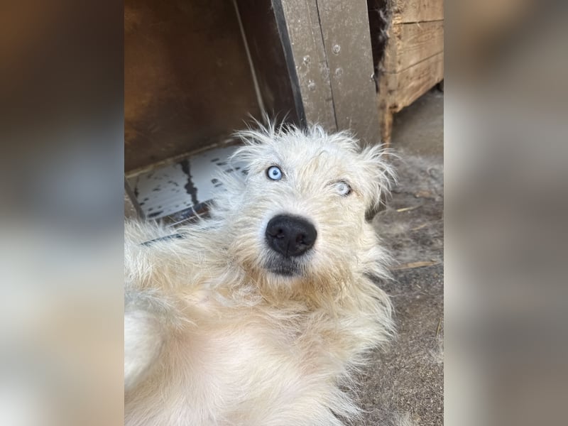 Harmat  hat so viel Liebe zu geben