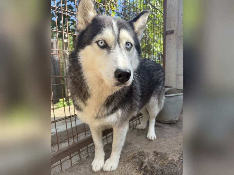 Hajnalka unsere Husky-Dame
