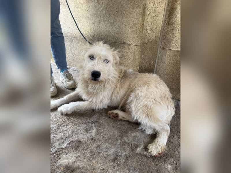 Harmat, sensibler Kerl sucht dich