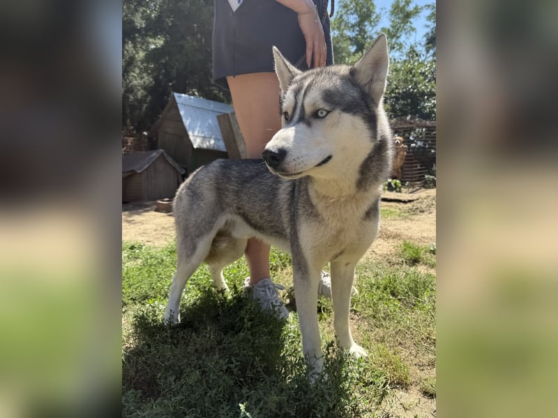Montana - diese Schönheit sucht ein Zuhause