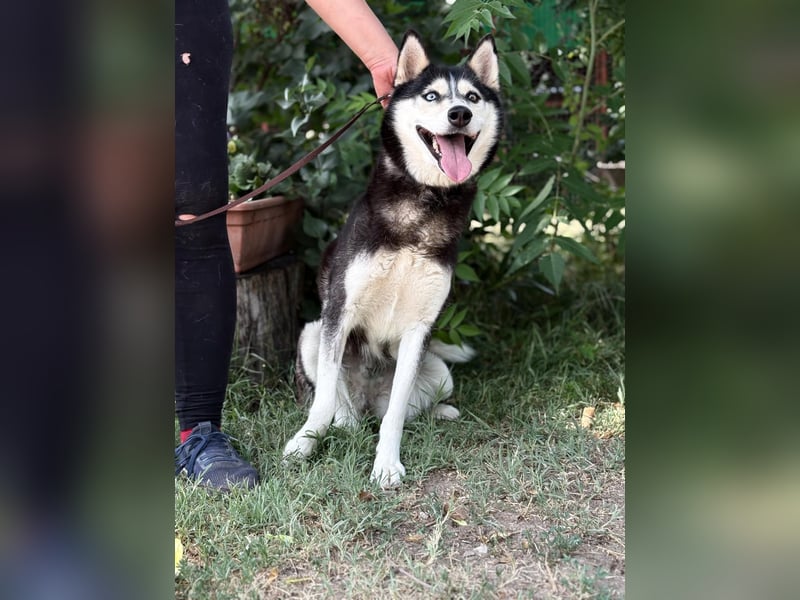 Meira der Husky-Hit