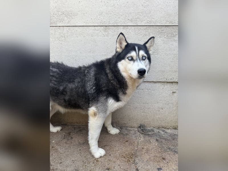 Hajnalka unsere Husky-Dame