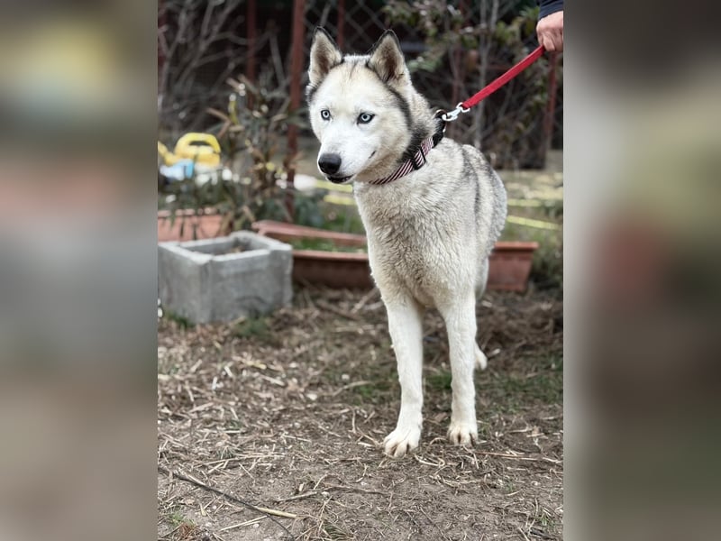 Achtung, verlieben erlaubt: Zelinde!