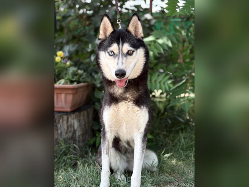 Meira - Husky Fans aufgepasst !