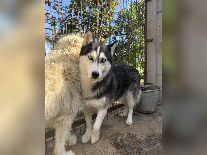 Hajnalka unsere Husky-Dame