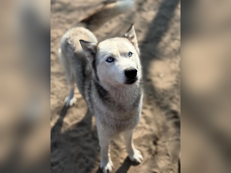 Achtung, verlieben erlaubt: Zelinde!