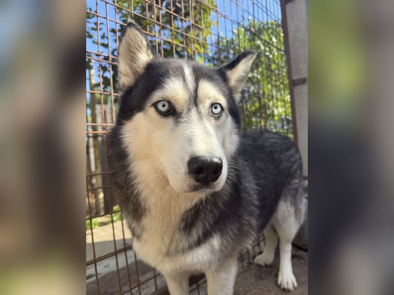Hajnalka unsere Husky-Dame