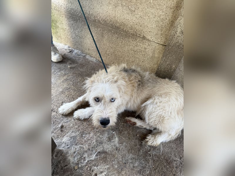 Harmat, toller Kerl sucht dich