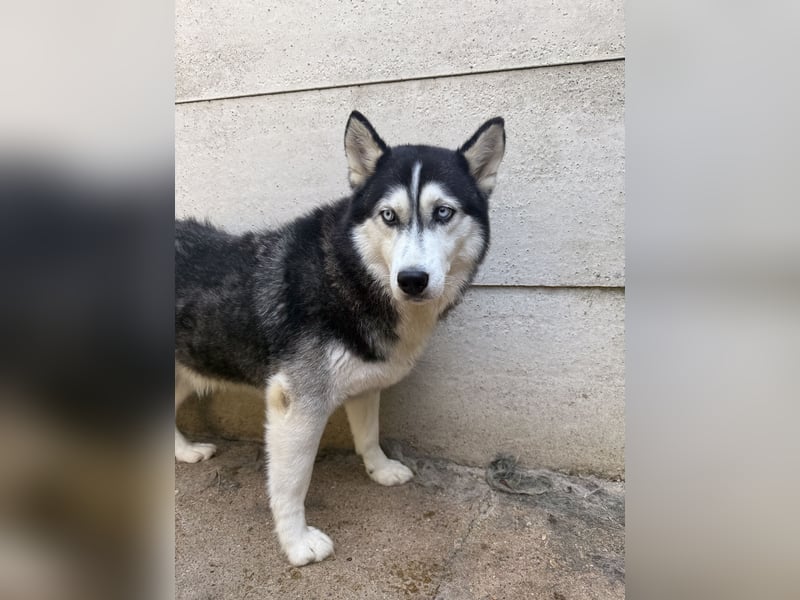 Hajnalka unsere Husky-Dame
