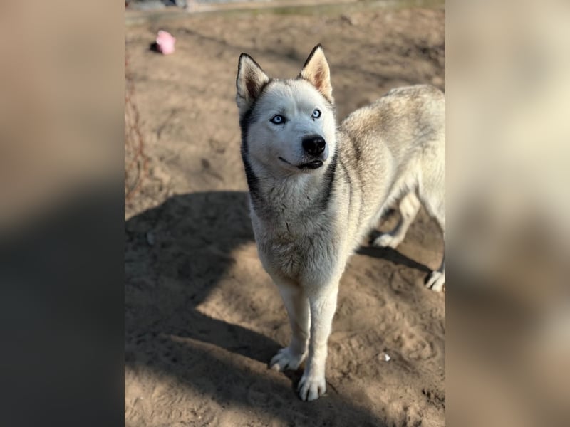Achtung, verlieben erlaubt: Zelinde!