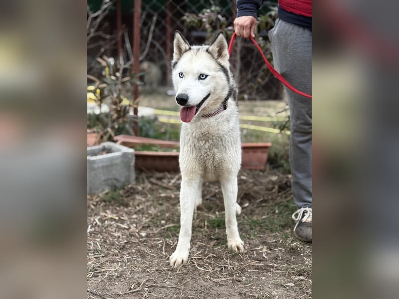 Achtung, verlieben erlaubt: Zelinde!