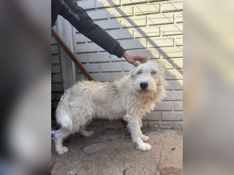 Harmat sucht ein Herz, das ihn liebt