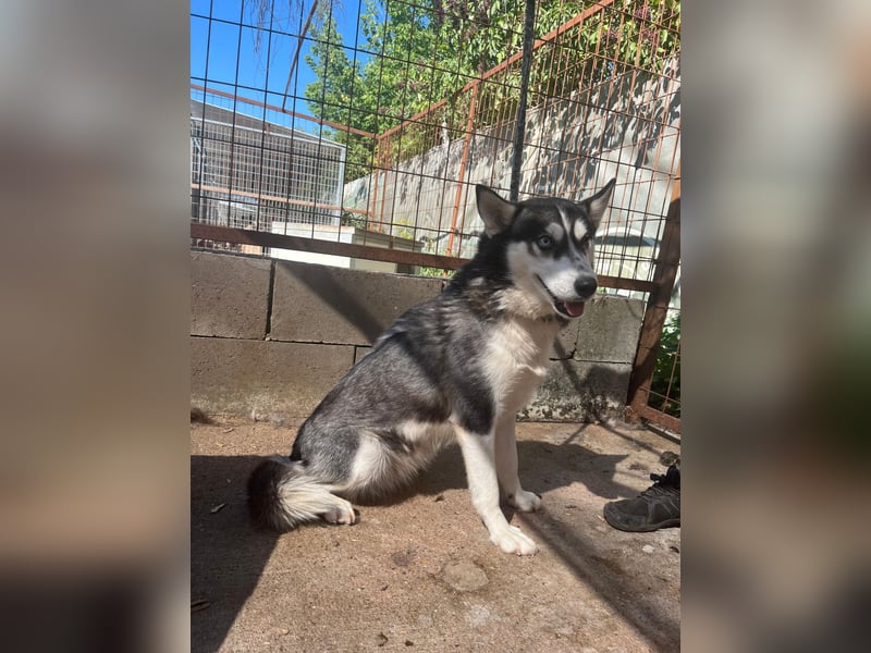 Hanna sucht ein Herz, das sie liebt