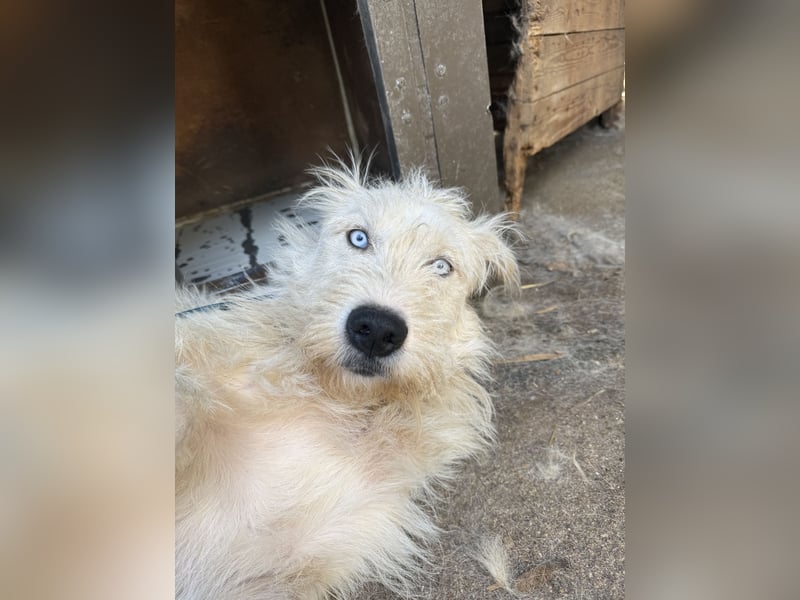 Harmat  hat so viel Liebe zu geben