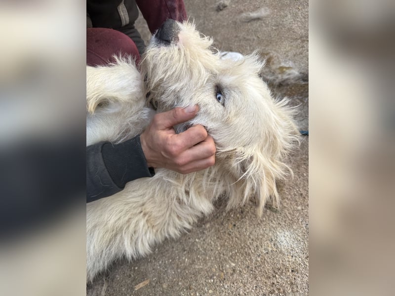 Harmat  hat so viel Liebe zu geben