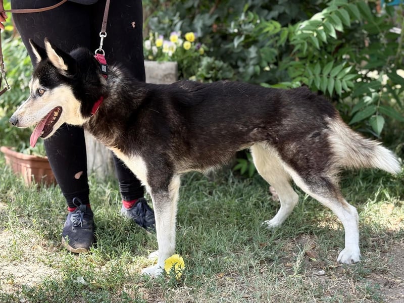 Meira der Husky-Hit