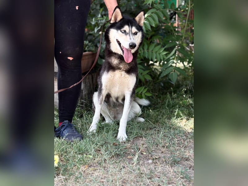 Meira der Husky-Hit