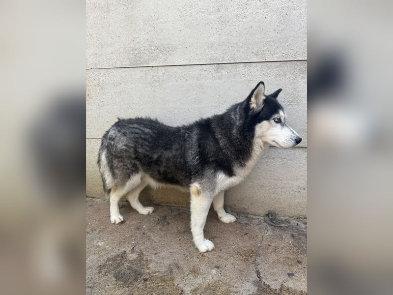 Hajnalka unsere Husky-Dame