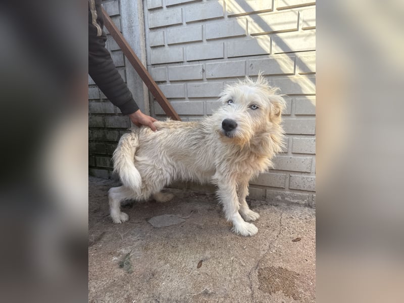 Harmat sucht ein Herz, das ihn liebt