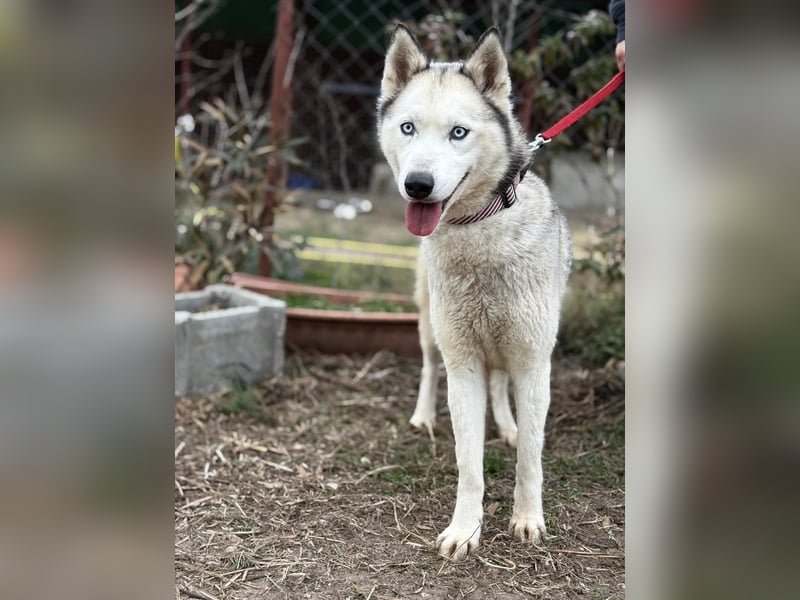 Achtung, verlieben erlaubt: Zelinde!