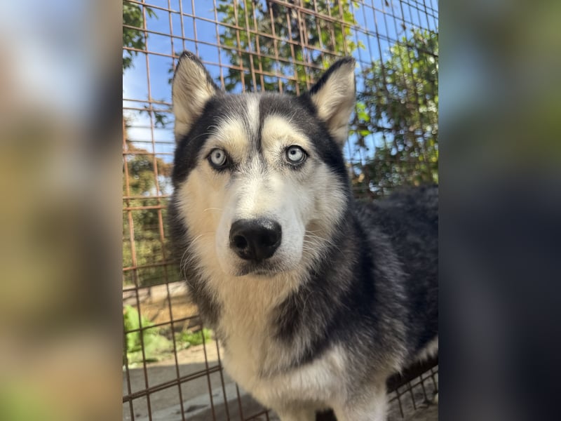 Hajnalka unsere Husky-Dame