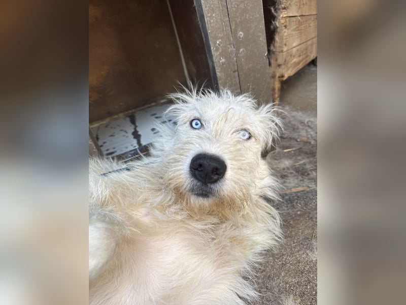 Harmat, sensibler Kerl sucht dich