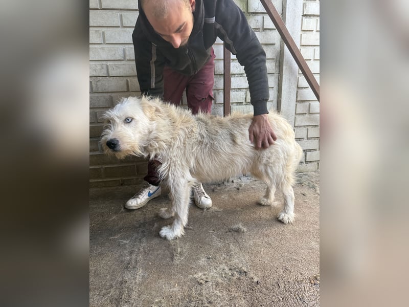 Harmat, toller Kerl sucht dich