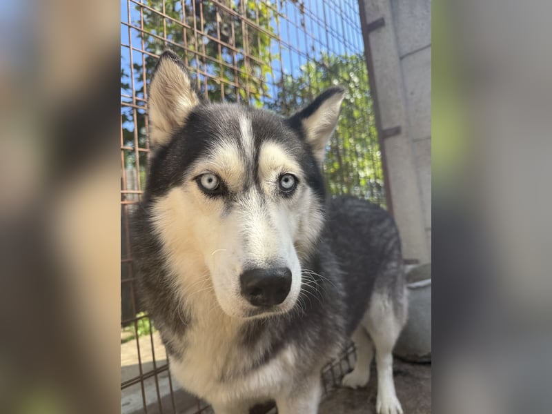 Hajnalka unsere Husky-Dame