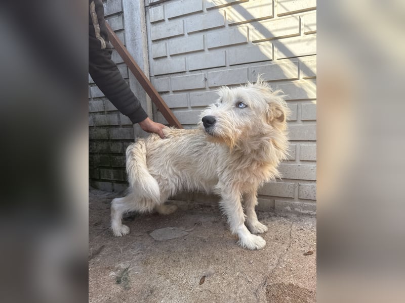 Harmat, toller Kerl sucht dich