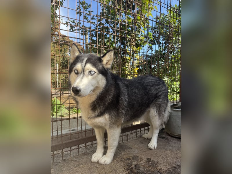 Hajnalka unsere Husky-Dame