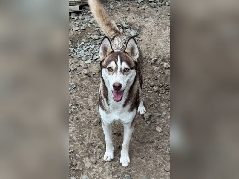 LUNA sucht ihre(n) Menschen...