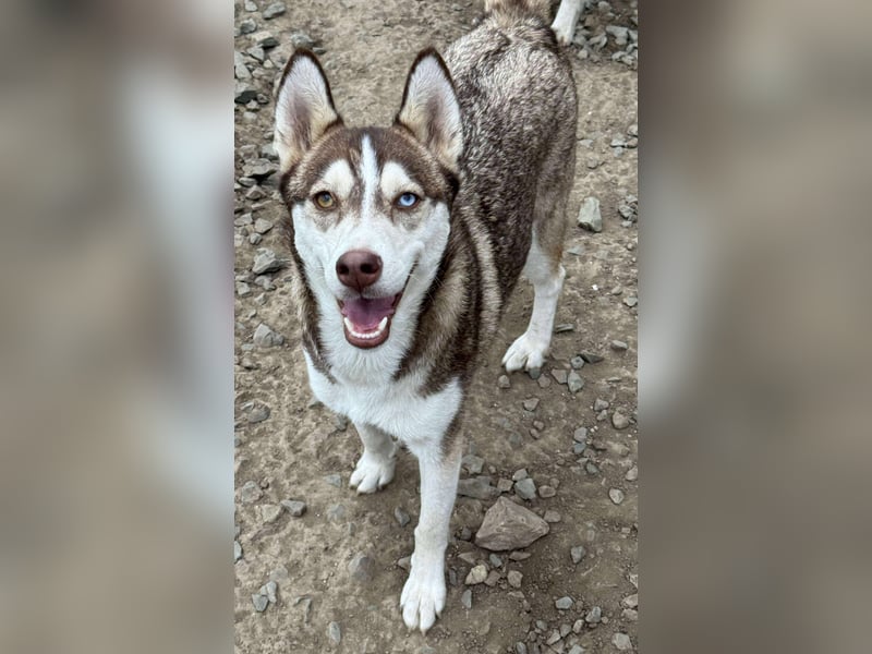 LUNA sucht ihre(n) Menschen...