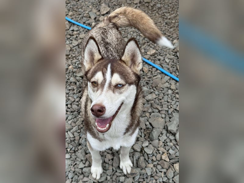 LUNA sucht ihre(n) Menschen...