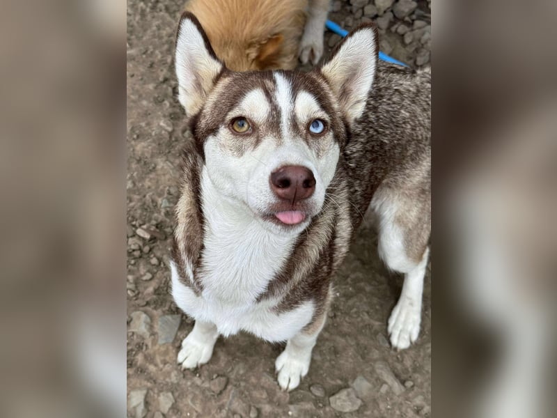 LUNA sucht ihre(n) Menschen...