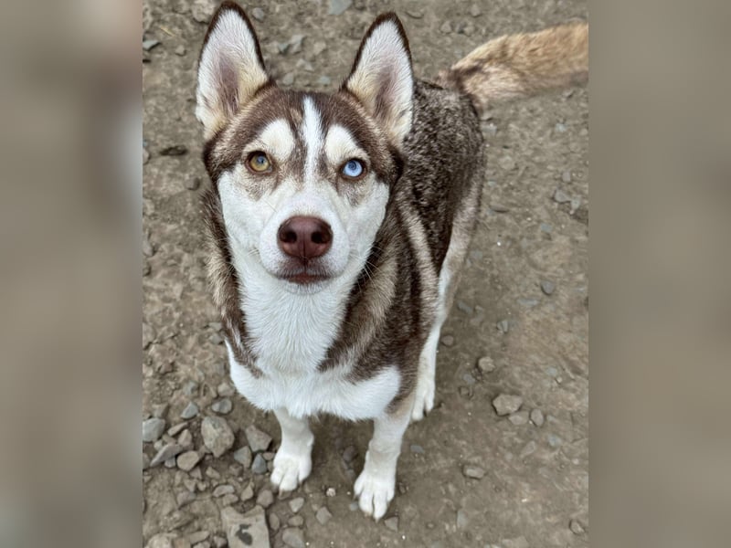 LUNA sucht ihre(n) Menschen...