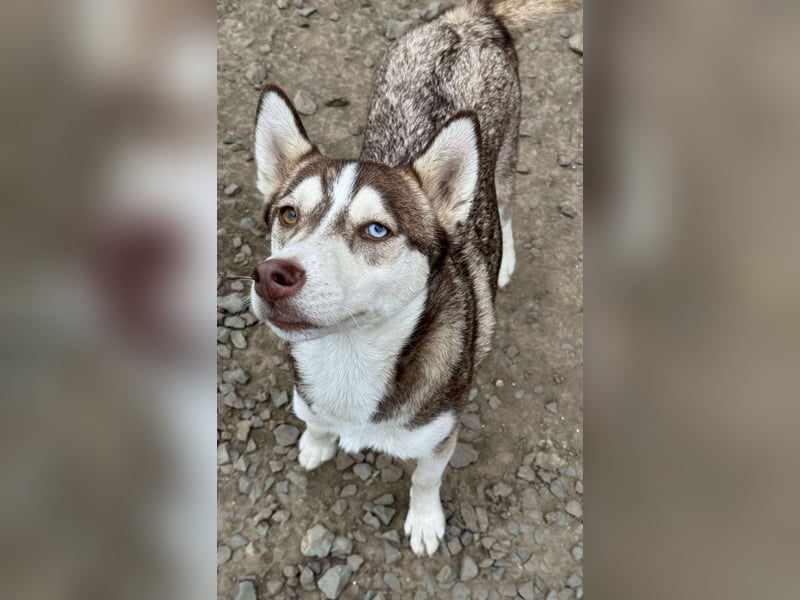 LUNA sucht ihre(n) Menschen...