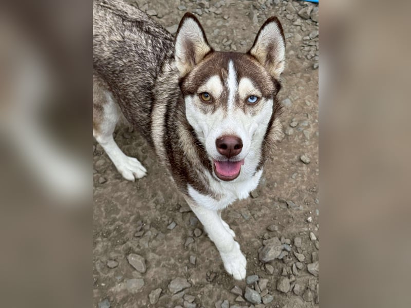 LUNA sucht ihre(n) Menschen...