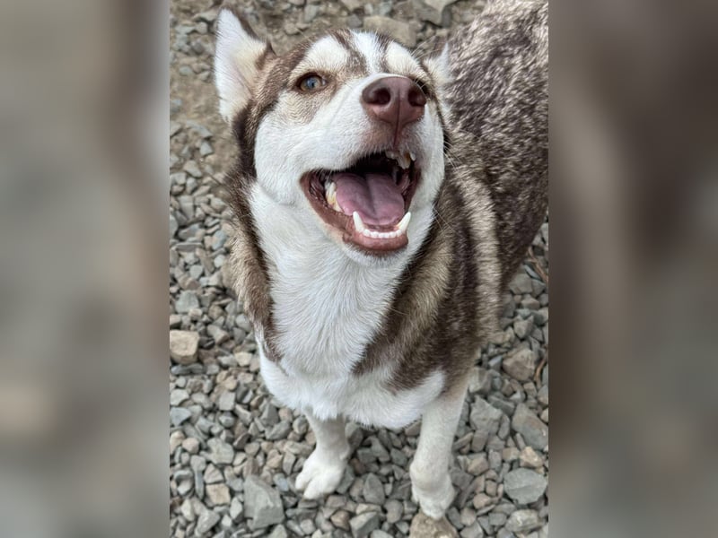 LUNA sucht ihre(n) Menschen...