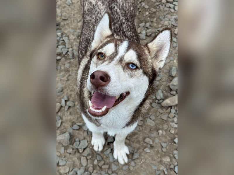 LUNA sucht ihre(n) Menschen...