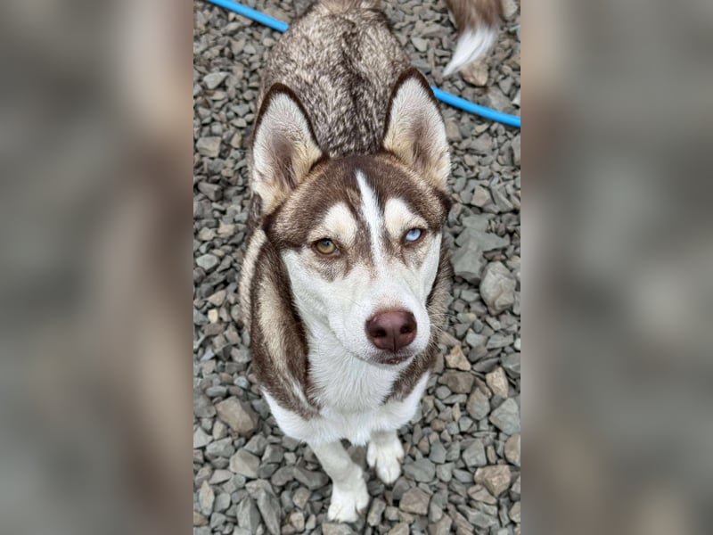 LUNA sucht ihre(n) Menschen...