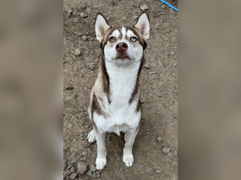 LUNA sucht ihre(n) Menschen...