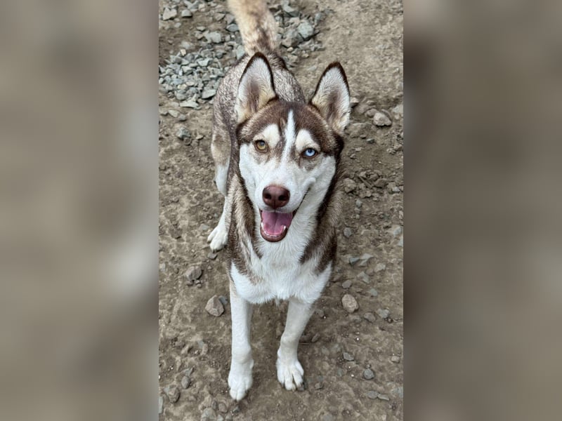 LUNA sucht ihre(n) Menschen...