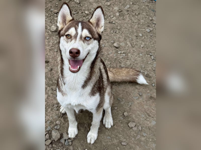 LUNA sucht ihre(n) Menschen...